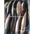 supply 300-500g frozen pacific mackerel